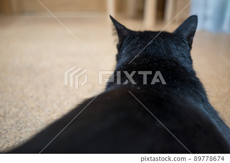 漂亮的黑貓回來了 89778674