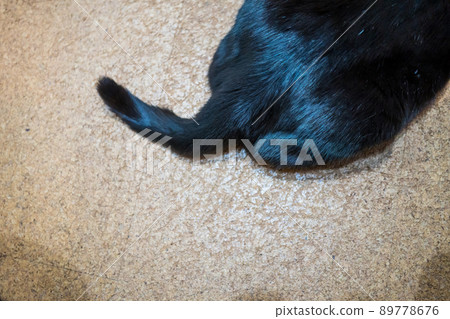可愛的黑貓尾巴 89778676