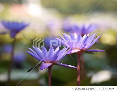 Tropical water lily blue flower * Horizontal rectangular composition 89778706