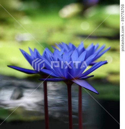 Tropical water lily blue flower * Square composition 89778708