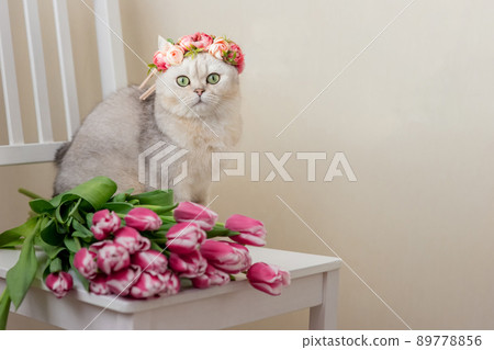 A beautiful white cat in a crown of pink flowers, sits with bouquet of pink tulips, on a light background. A beautiful white cat in a crown of pink flowers, sits with bouquet of pink tulips, on a light background. 89778856