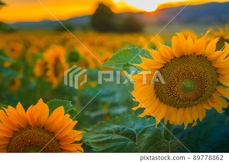 Close up of flowers beautiful field of sunflowers at sunset Close up of flowers beautiful field of sunflowers at sunset 89778862