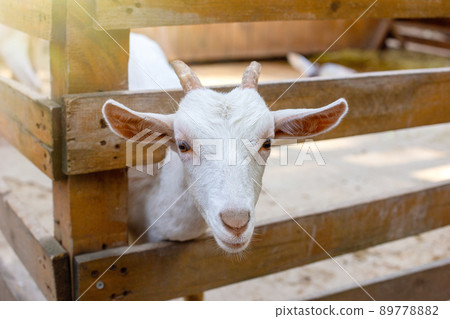a curious white goat standing in a wooden corral on a farm 89778882