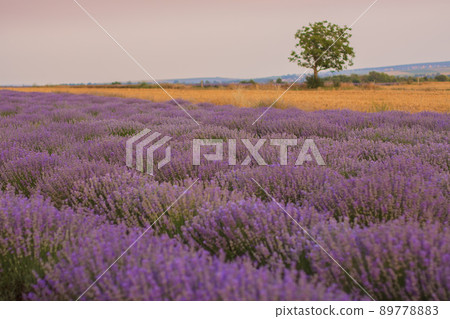 Beautiful landscape with rows of purple lavender bushes 89778883