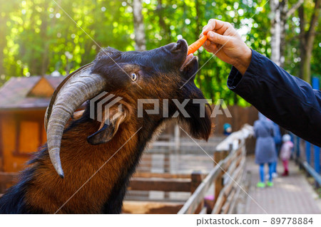 A mans hand is feeding a carrot to a brown goat standing in a wooden corral on a farm. 89778884