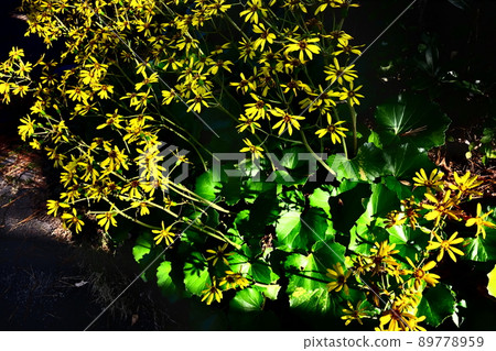 黃色的花朵和綠色的葉子和陰影 黃色的花朵和綠色的葉子和陰影 89778959