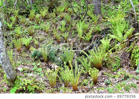 Dryopteris crass Dryopteris crass 89779356