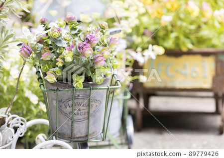 Flower garden gardening image oregano Flower garden gardening image oregano 89779426
