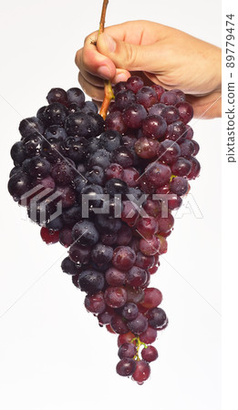 Farmer presents his harvest. Winegrower shows cluster of grapes. Farmer presents his harvest. Winegrower shows cluster of grapes. 89779474