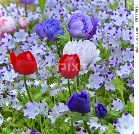 nemophila 領域的海葵 流行的海葵 春天的花材 89779656