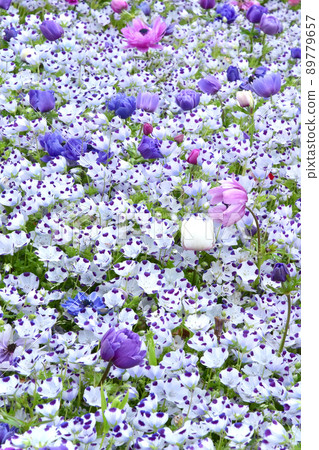 nemophila 領域的海葵 流行的海葵 春天的花材 nemophila 領域的海葵 流行的海葵 春天的花材 89779657