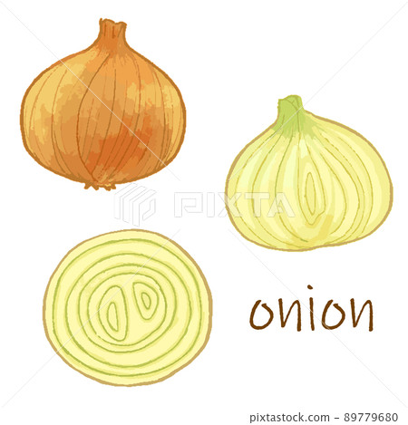 Watercolor style onion vector illustration material 89779680