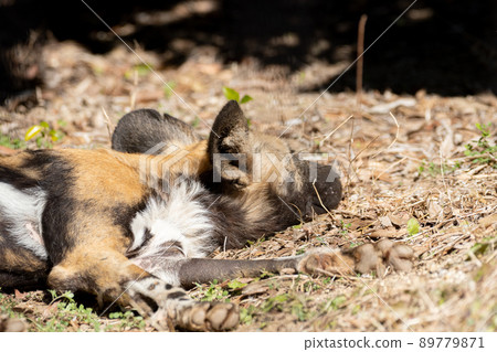 African wild dog 89779871