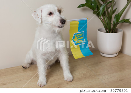 Cute dog jack russell sitting with flag of ukraine, concept of war problems Cute dog jack russell sitting with flag of ukraine, concept of war problems 89779891