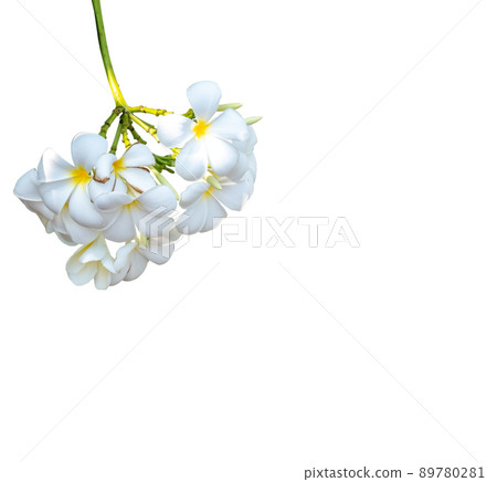 White plumeria flowers. Plumeria flowers bloom isolated on white background 89780281