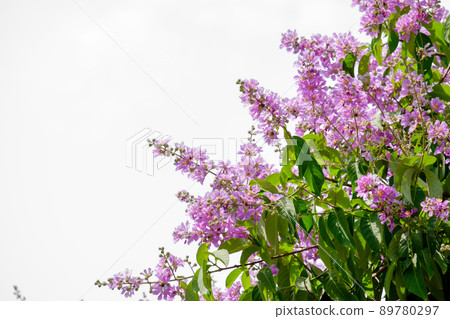 Lagerstroemia floribunda are blooming at summer in thailand, closeup beautiful purple flowers on tree Lagerstroemia floribunda are blooming at summer in thailand, closeup beautiful purple flowers on tree 89780297