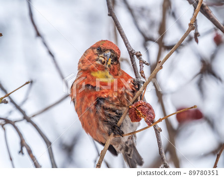 Red Crossbill male sitting on the tree branch and eats wild apple berries. Crossbill bird eats berries. 89780351