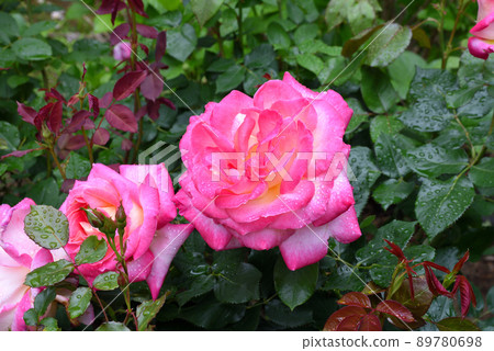 Rose flower Rose fresh after rain Water drips background material Rose flower Rose fresh after rain Water drips background material 89780698