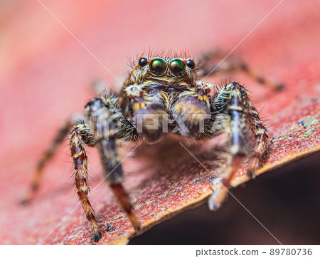 Extreme magnification - Jumping spider portrait, front view 89780736