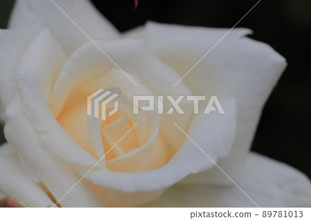 rose	 89781013