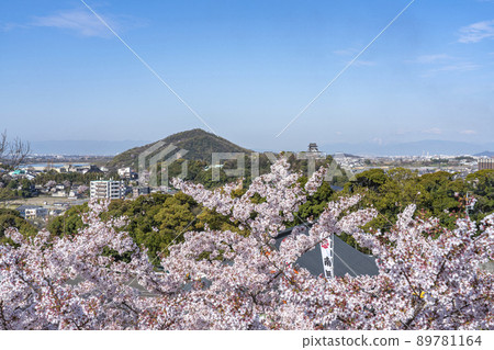 Sakura in full bloom and Inuyama Castle, a national treasure Sakura in full bloom and Inuyama Castle, a national treasure 89781164