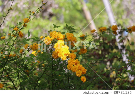 Landscape of Yaeyama-buki flowers with yellow petals in the sunlight and weeping branches with green leaves Landscape of Yaeyama-buki flowers with yellow petals in the sunlight and weeping branches with green leaves 89781185