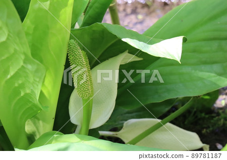A landscape of white petals of skunk cabbage blooming surrounded by green leaves A landscape of white petals of skunk cabbage blooming surrounded by green leaves 89781187