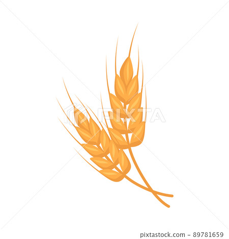 Golden ear of wheat, grains for making flour, baking bread and other food. Vector flat illustration Golden ear of wheat, grains for making flour, baking bread and other food. Vector flat illustration 89781659