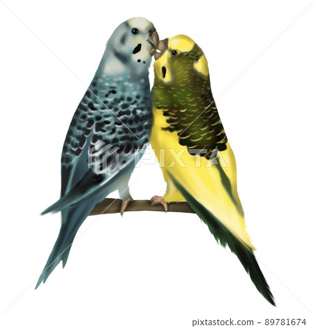kissing budgerigars. the parrot is yellow-green and white-blue. watercolor illustration of birds kissing budgerigars. the parrot is yellow-green and white-blue. watercolor illustration of birds 89781674