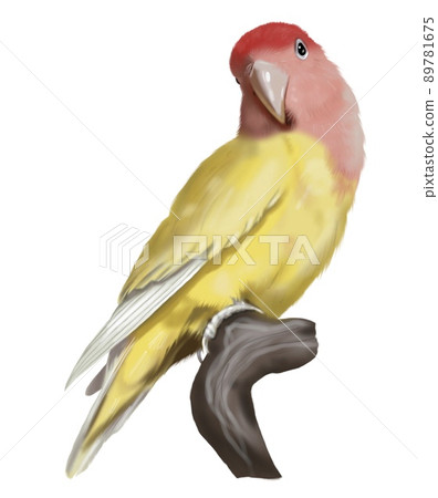 watercolor parrot. a yellow lovebird with a red head. Watercolor illustration of a bird. realistic parrot watercolor parrot. a yellow lovebird with a red head. Watercolor illustration of a bird. realistic parrot 89781675