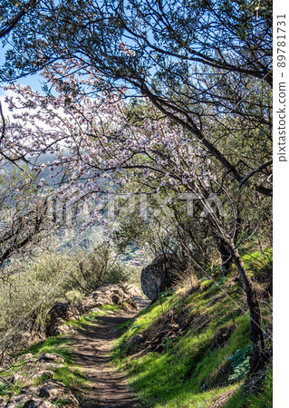 Flora in the Valley of Tejeda at Gran Canaria, Spain. Hiking along the Barranco de Tejeda 89781731