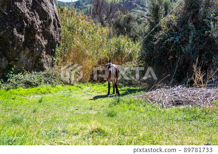 Donkey in the Valley of Tejeda at Gran Canaria, Spain. Hiking along the Barranco de Tejeda 89781733