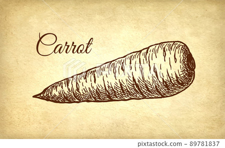 Ink sketch of carrot. Ink sketch of carrot. 89781837