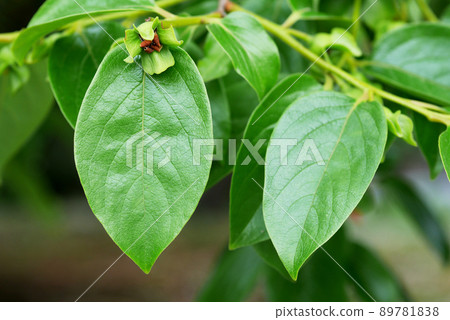 新鮮的綠色柿子葉 新鮮的綠色柿子葉 89781838