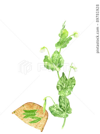 豌豆花和漏勺上的沙耶豌豆【水墨畫風水彩】白色背景透明背景複製空間 豌豆花和漏勺上的沙耶豌豆【水墨畫風水彩】白色背景透明背景複製空間 89781928