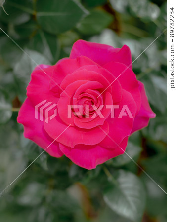 花園裡盛開的玫瑰 花園裡盛開的玫瑰 89782234