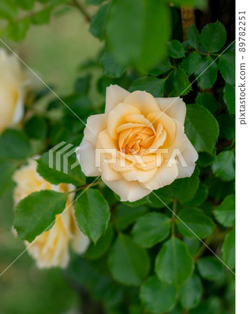Roses blooming in the garden 89782251