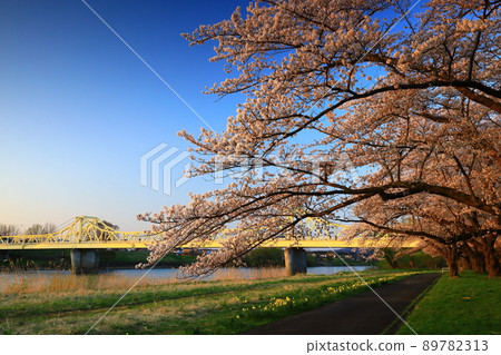 Kitakami City, Iwate Prefecture, a row of cherry blossom trees at sunset 89782313
