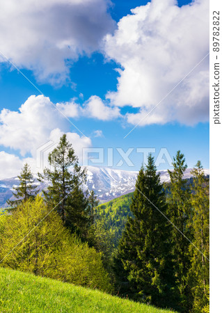 forest on the alpine meadow in spring. beautiful countryside scenery in morning light. clouds on the blue sky above the snow capped summit in the distance forest on the alpine meadow in spring. beautiful countryside scenery in morning light. clouds on the blue sky above the snow capped summit in the distance 89782822
