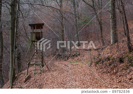 Forest road in Höchst im Odenwald, Germany 89782836