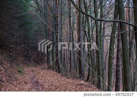 Forest road in Höchst im Odenwald, Germany Forest road in Höchst im Odenwald, Germany 89782837