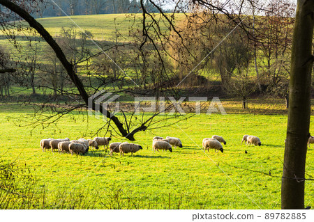 德國 Höchst im Odenwald 牧場上的綿羊 德國 Höchst im Odenwald 牧場上的綿羊 89782885