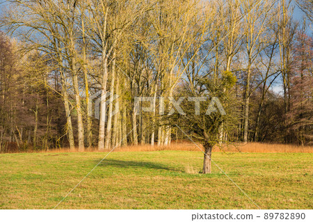 Höchst im Odenwald,德國牧場 Höchst im Odenwald,德國牧場 89782890