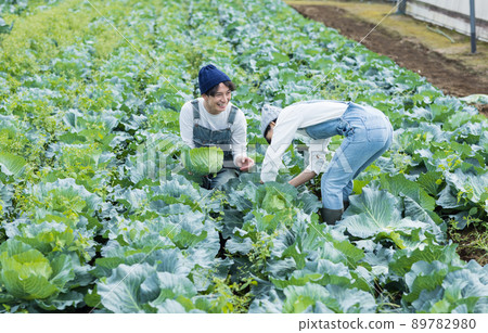 享受捲心菜收穫的青年男女 享受捲心菜收穫的青年男女 89782980