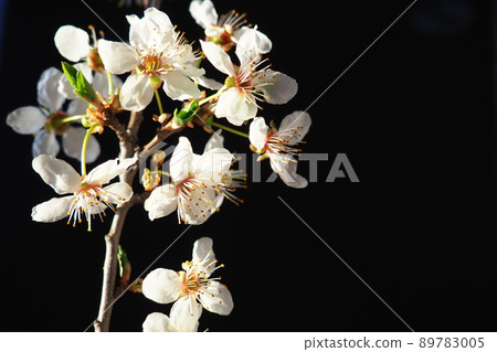 Bird cherry or cherry flowers on a black background. Close-up of a beautiful branch with white flowers. Bright spring bouquet. Prunus padus, known as bird cherry, hackberry, hagberry, or Mayday tree Bird cherry or cherry flowers on a black background. Close-up of a beautiful branch with white flowers. Bright spring bouquet. Prunus padus, known as bird cherry, hackberry, hagberry, or Mayday tree 89783005