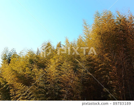 Winter bee forest landscape Winter bee forest landscape 89783189