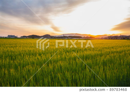 黃昏的麥田 89783468