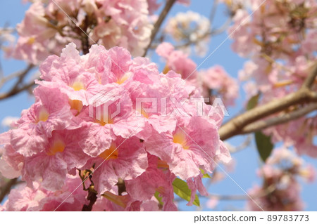 Pink Trumpet Tree's flowers blooming on bunch and sky. 89783773