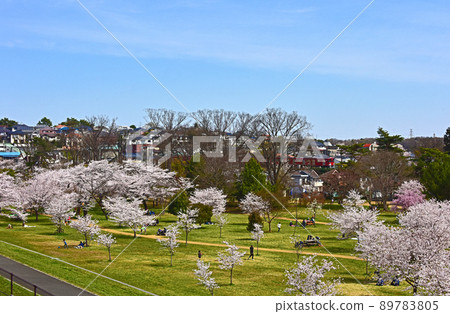 Cherry blossoms and trains Cherry blossoms and trains 89783805