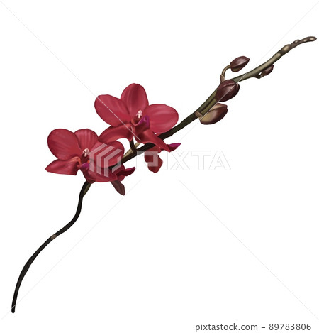 watercolor red orchid. Phalaenopsis is a realistic tropical flower. isolated illustration watercolor red orchid. Phalaenopsis is a realistic tropical flower. isolated illustration 89783806
